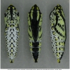 apor crataegi pupa7 volg